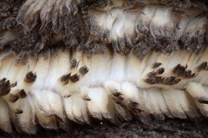 Yiixng fur produkte is one of the largest tanneries in Asia largest sheared-sheepskin processing base